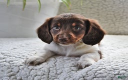 Miniature Dachshund dogs for sale: Miniature Dachshund 4 puppies - Image 11