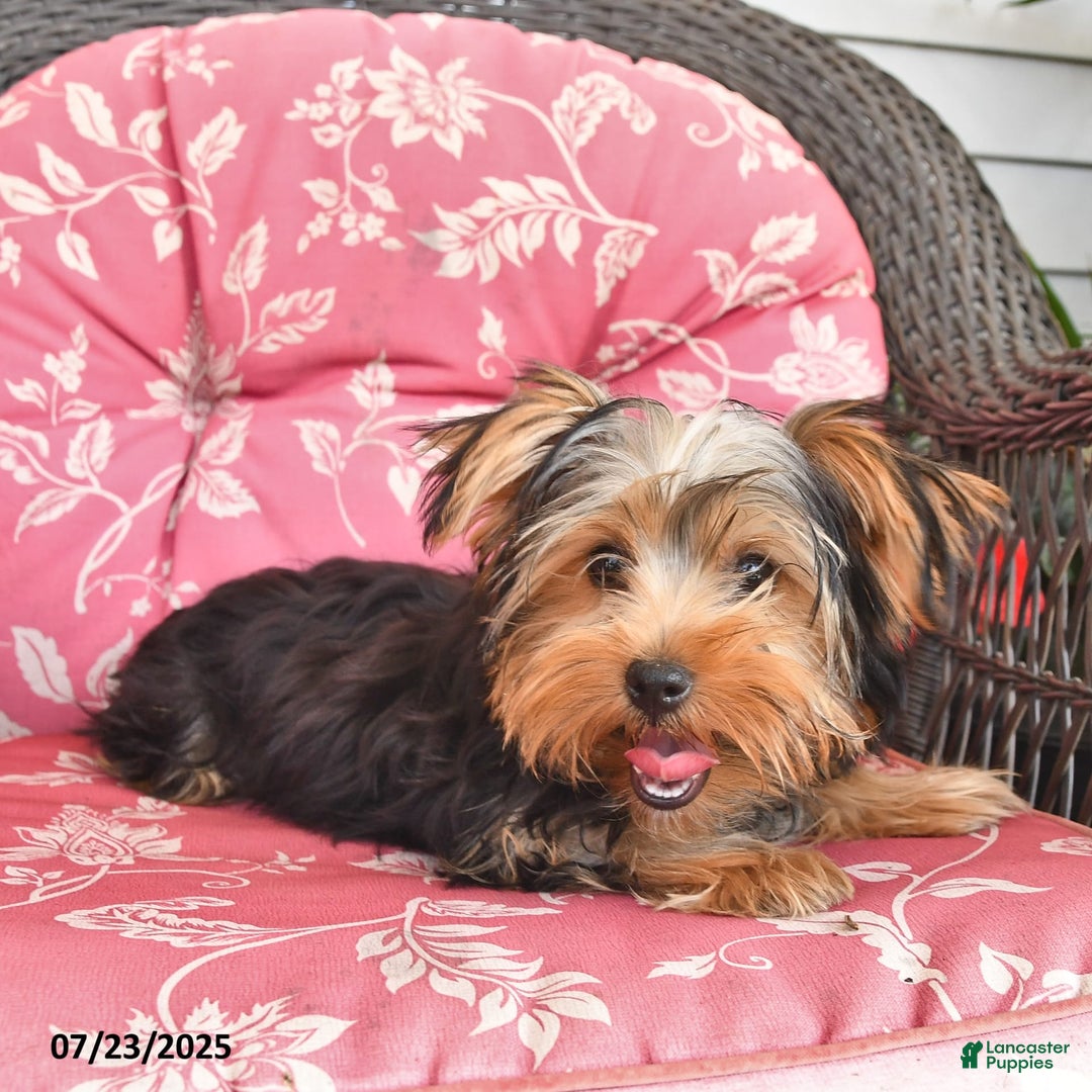 Yorkshire Terrier dogs for sale: Alice - Image 4