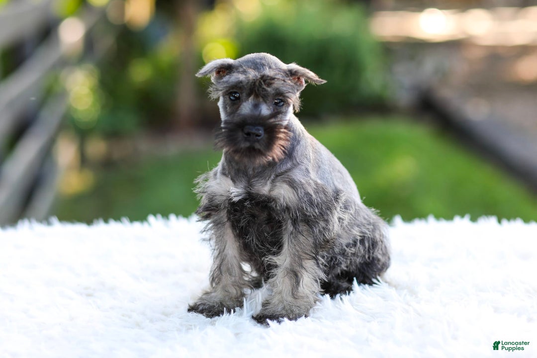 Miniature Schnauzer dogs for sale: Bingo - Image 1