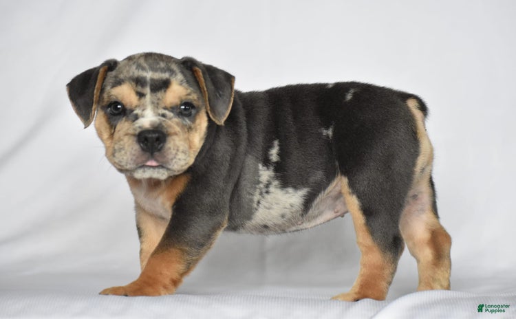 Beabull dogs for sale - Ad 4