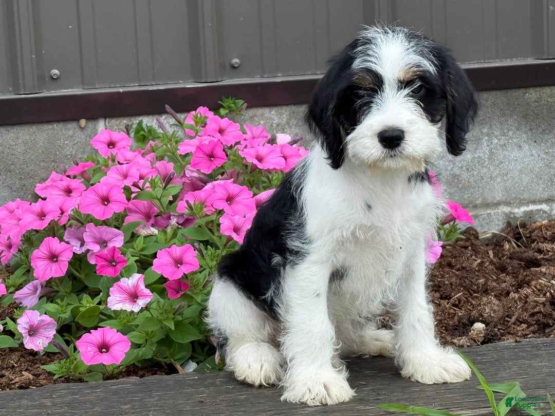 Miniature Schnauzer dogs for sale: Philip - Image 1