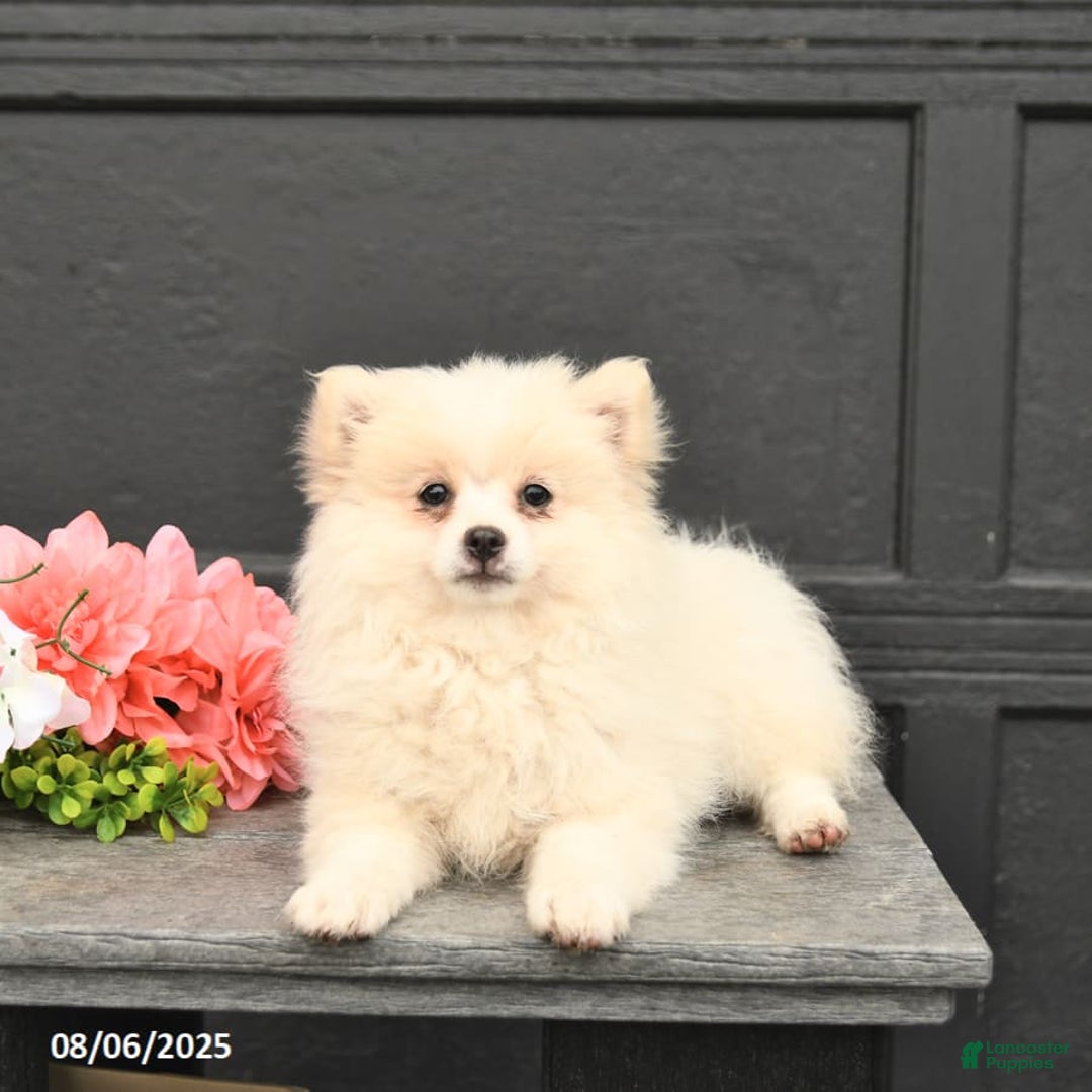 Pomeranian dogs for sale: Pomeranian 3 puppies - Image 9