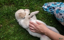 Golden Retriever dogs for sale: Pepper - Image 32