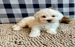Bichon Frise dogs for sale: Barney - Image 4