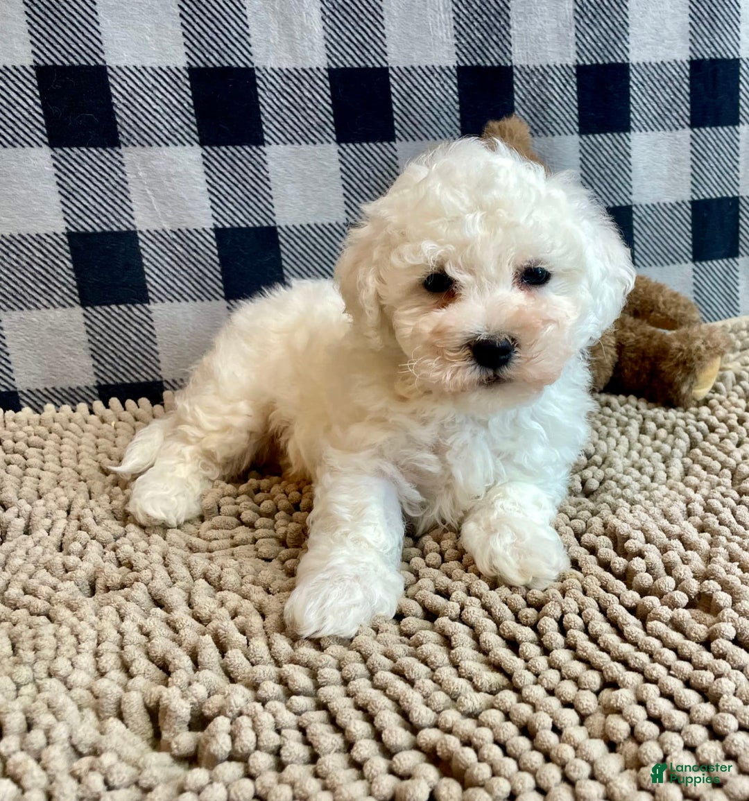 Bichon Frise dogs for sale: Barney - Image 4
