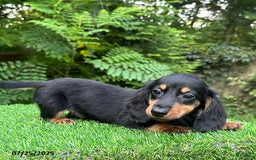 Miniature Dachshund dogs for sale: Jess - Image 1