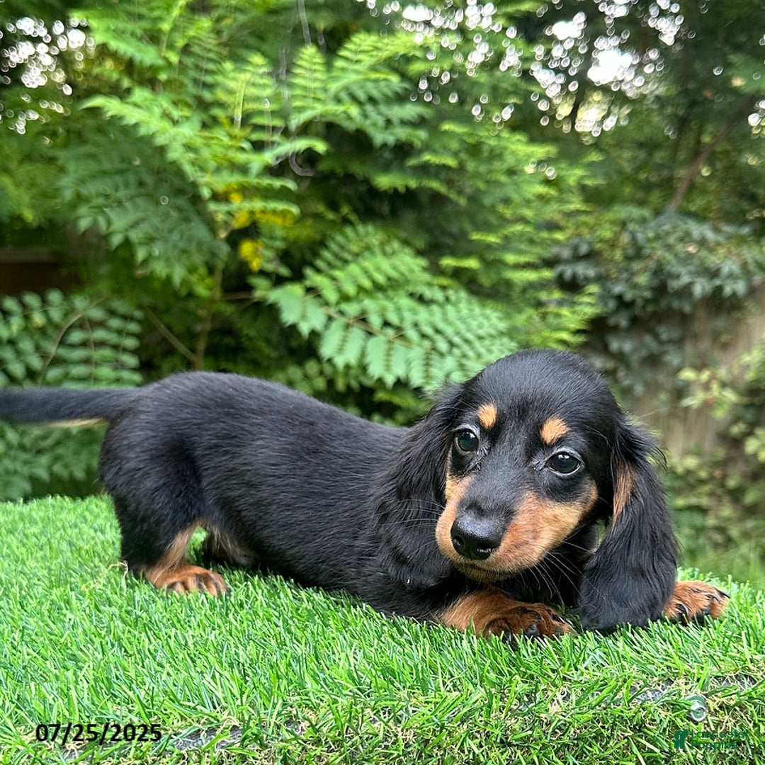 Miniature Dachshund dogs for sale: Jess - Image 1