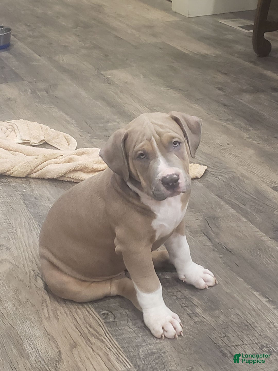 American Bully dogs for sale: Socks - Image 75