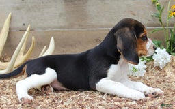 Beagle dogs for sale: Beagle 5 puppies - Image 4