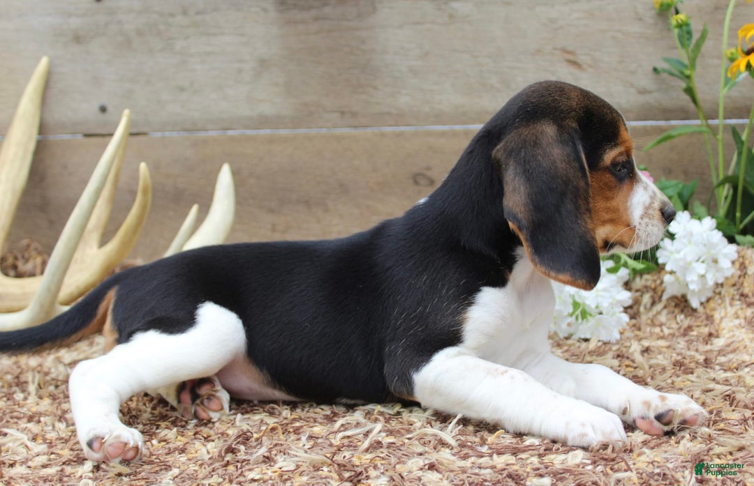 Beagle dogs for sale: Beagle 5 puppies - Image 4