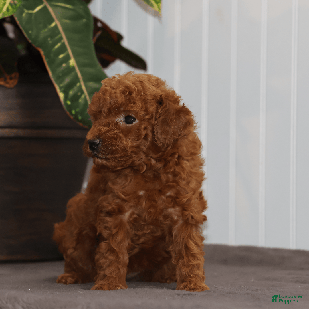 Toy Poodle dogs for sale: Eva - Image 2