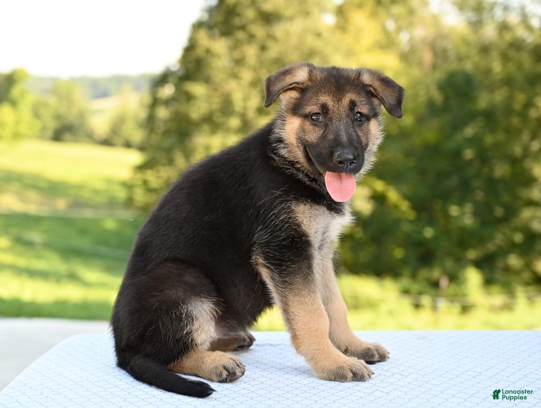 German Shepherd dogs for sale: Mackenzie - Image 2