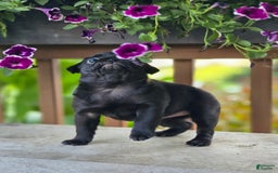 Pug dogs for sale: Lollipop - Image 11