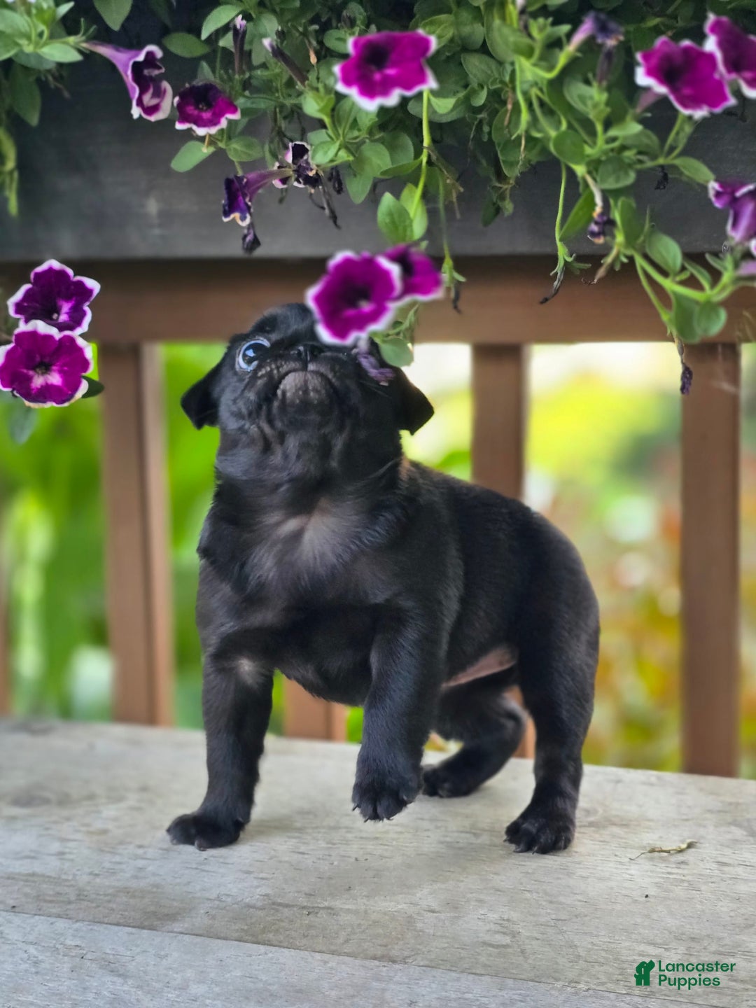 Pug dogs for sale: Lollipop - Image 11