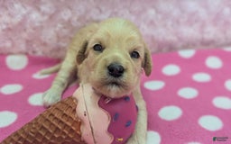 Cockapoo dogs for sale: Nadine - Image 7