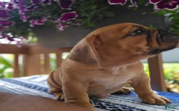 English Bulldog dogs for sale: Hunter - Image 3