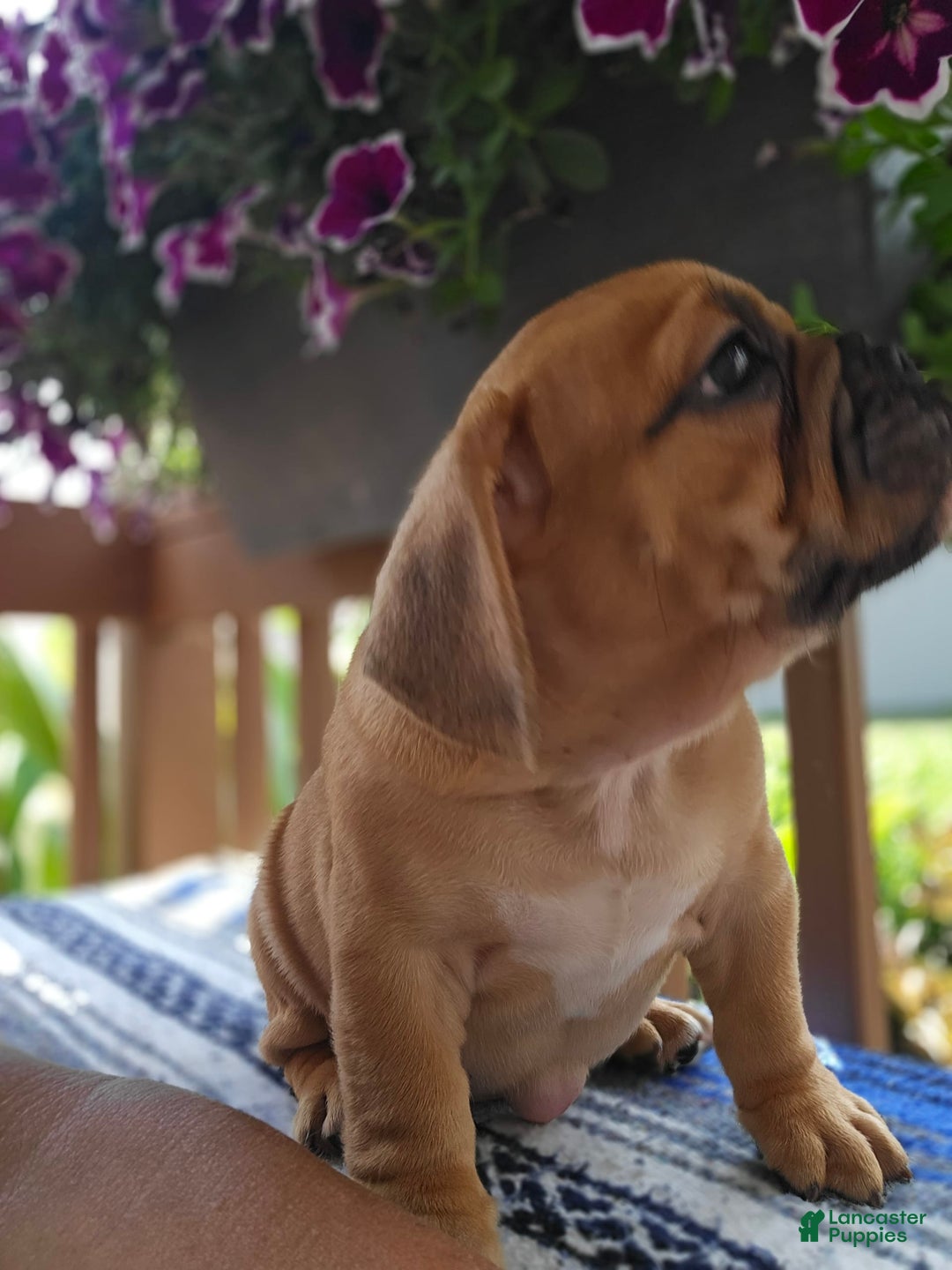 English Bulldog dogs for sale: Hunter - Image 3