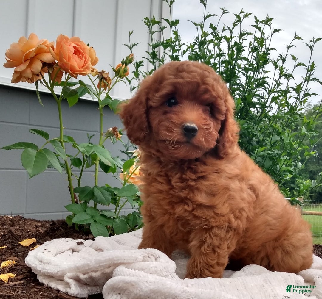 Miniature Poodle dogs for sale: Travis - Image 3