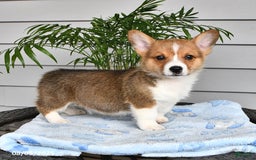 Welsh Corgi Pembroke dogs for sale: Jett - Image 3