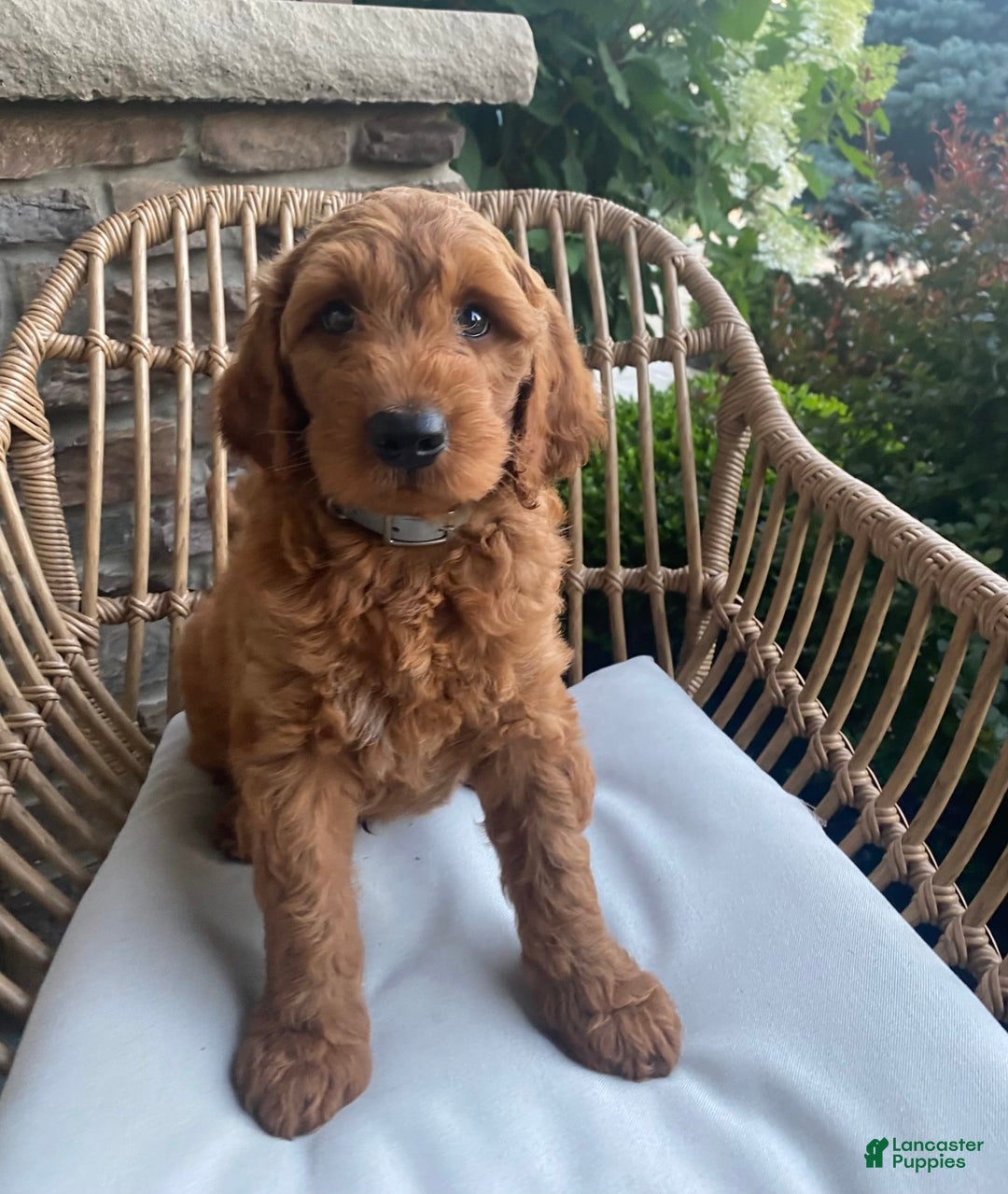 Mini Goldendoodle dogs for sale: Jack - Image 4