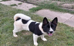 Akita dogs for sale: Baby - Image 1