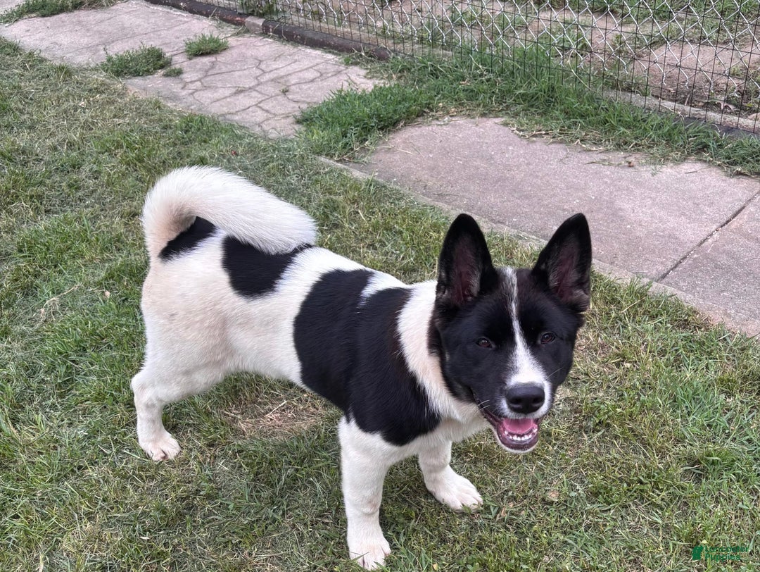 Akita dogs for sale: Baby - Image 1
