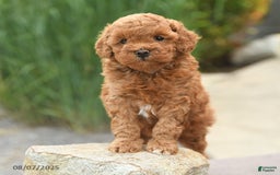 Toy Poodle dogs for sale: Toy Poodle 3 puppies - Image 8