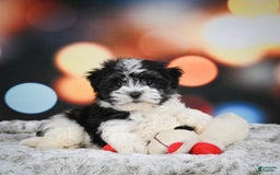 Havanese dogs for sale: Lexi - Image 4