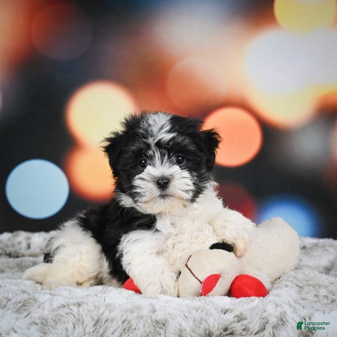 Havanese dogs for sale: Lexi - Image 4