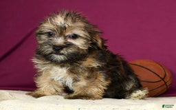 Shorkie dogs for sale: Hayden - Image 6
