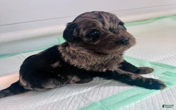 Aussiedoodle dogs for sale: Charlie - Image 1