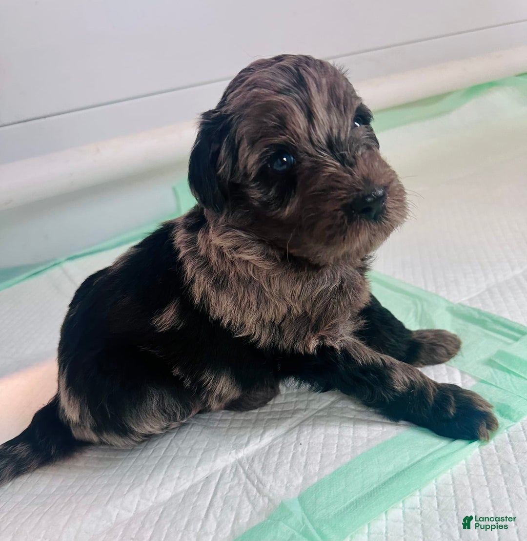 Aussiedoodle dogs for sale: Charlie - Image 1