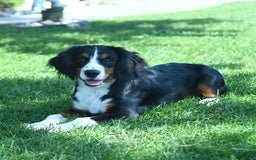 Miniature Bernese Mountain Dog dogs for sale: Timmy - Image 2
