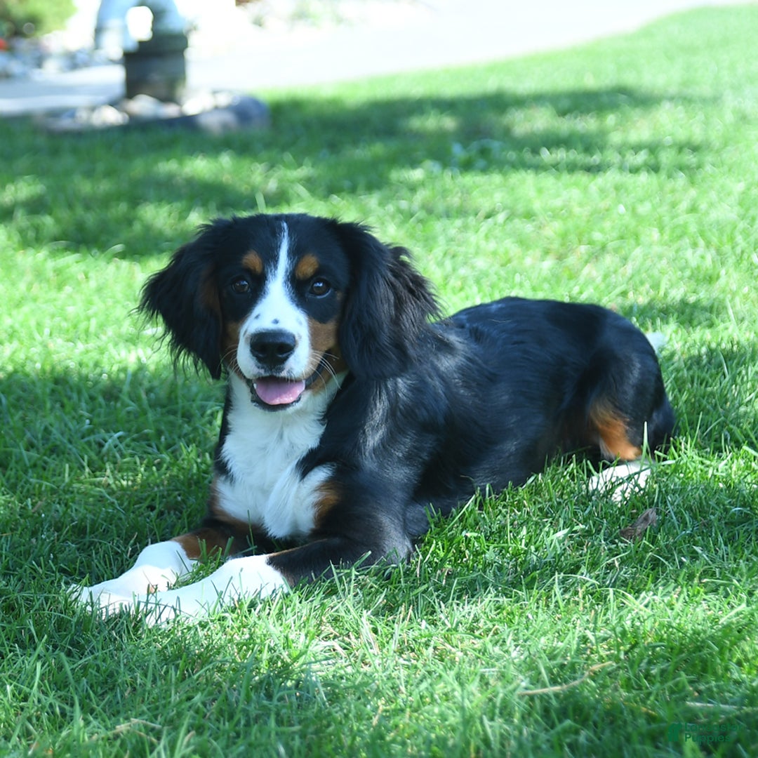Miniature Bernese Mountain Dog dogs for sale: Timmy - Image 2