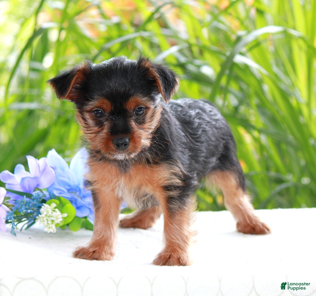 Yorkshire Terrier dogs for sale: Sparky - Image 5