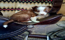 Border Collie dogs for sale: Border Collie 3 puppies - Image 7