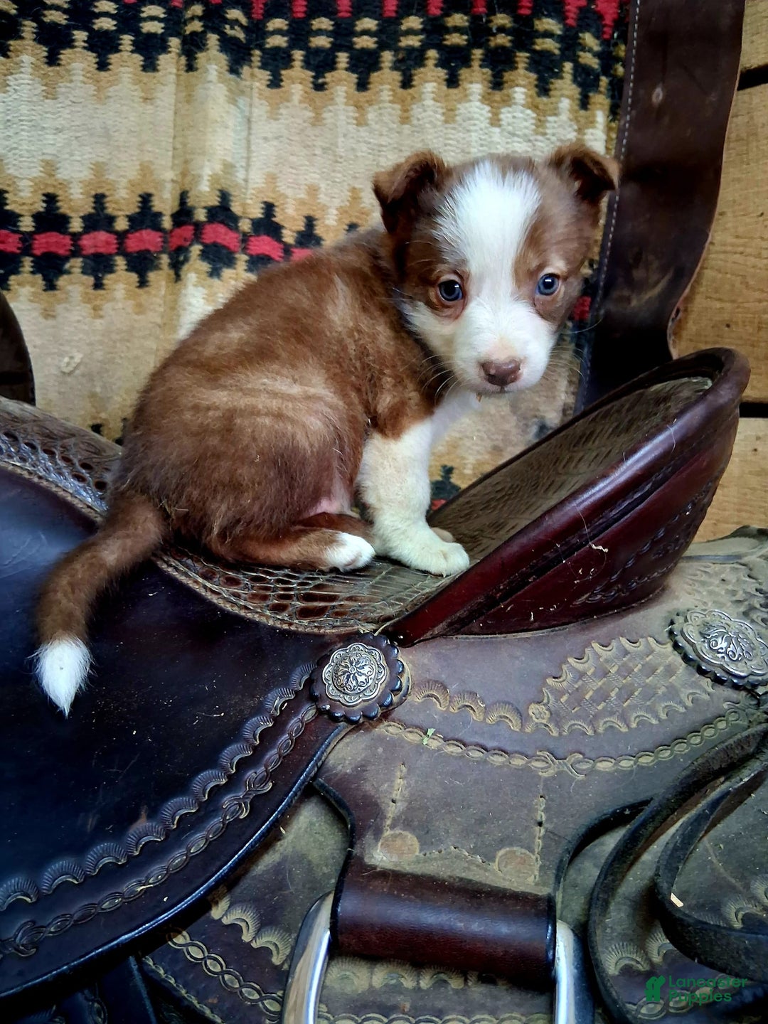 Border Collie dogs for sale: Border Collie 3 puppies - Image 7