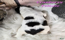 English Springer Spaniel dogs for sale: Cranberry - Image 2