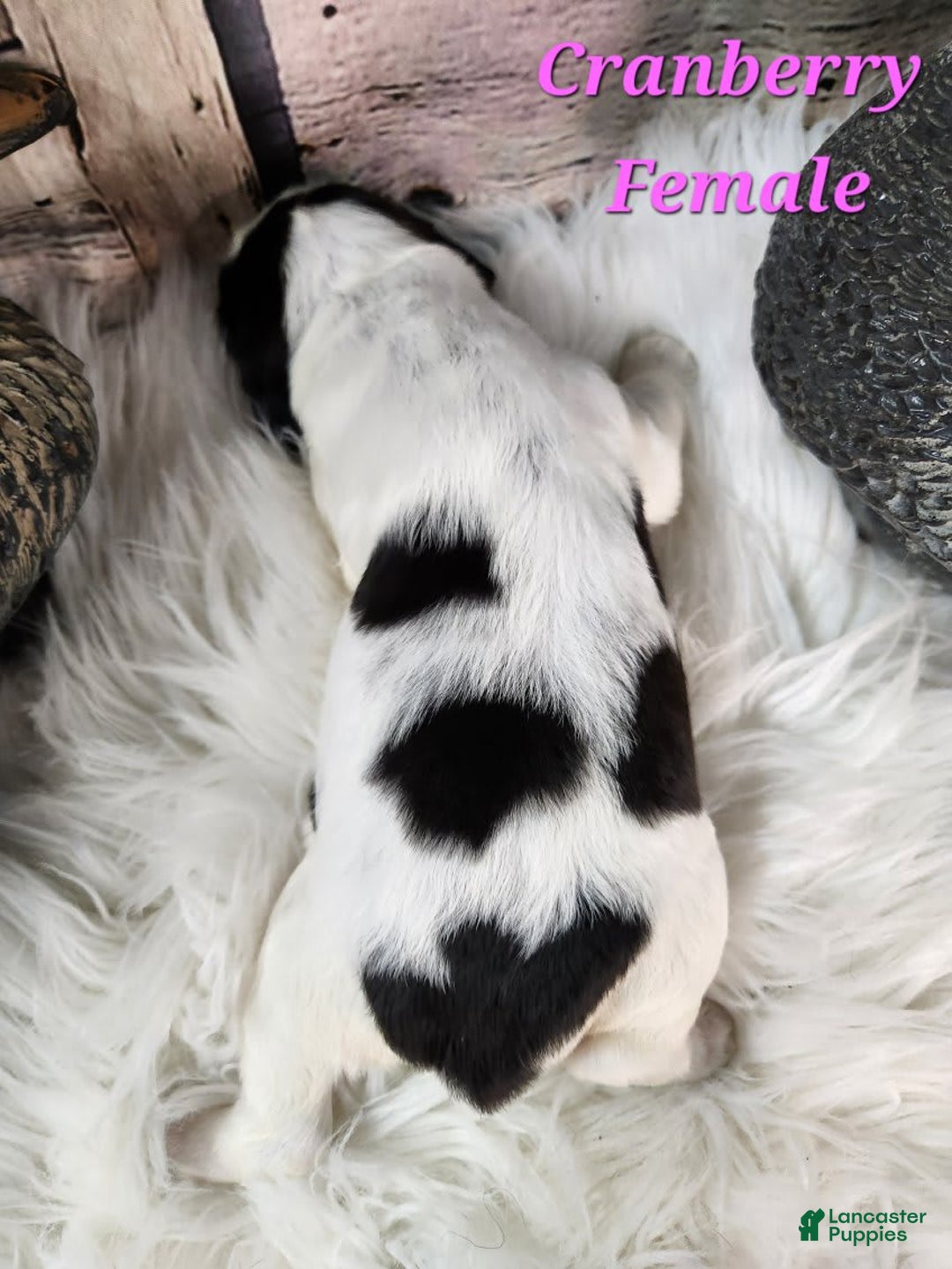 English Springer Spaniel dogs for sale: Cranberry - Image 2