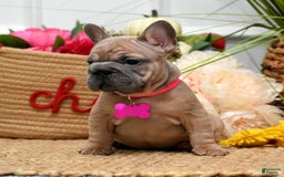 French Bulldog dogs for sale: Mia - Image 7