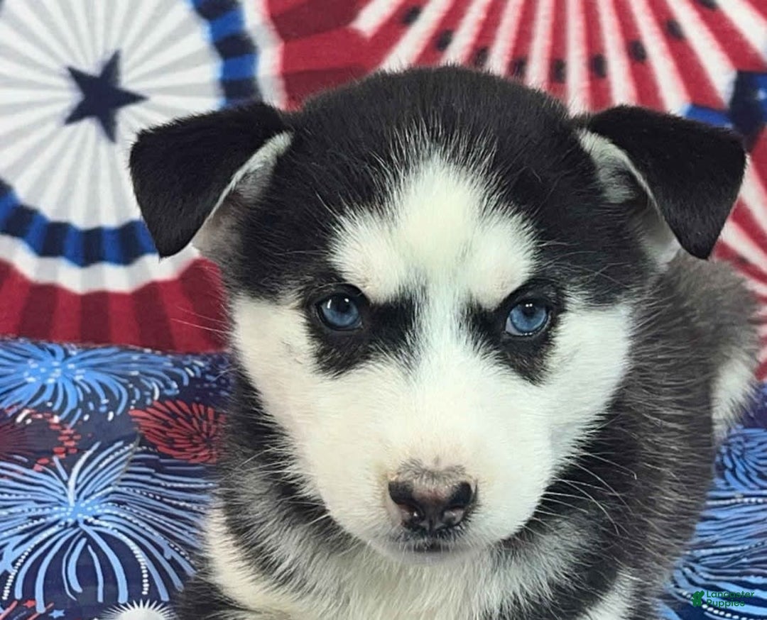 Siberian Husky dogs for sale: Ace - Image 1