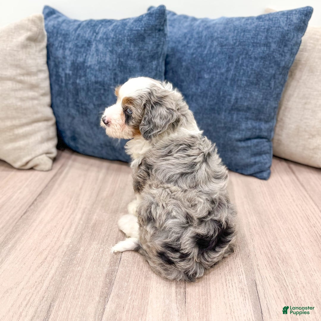 Mini Bernedoodle dogs for sale: Molly - Image 8