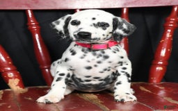 Dalmatian dogs for sale: Ivy - Image 3