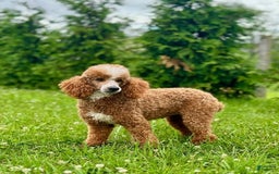 Mini Bernedoodle dogs for sale: Buddy - Image 15