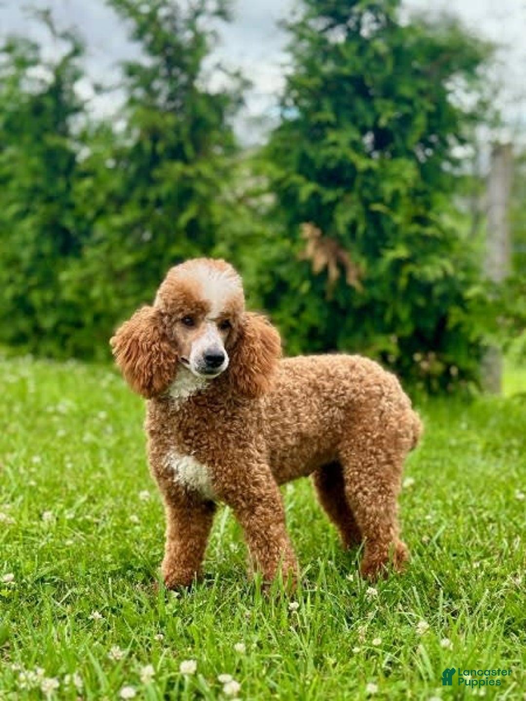 Mini Bernedoodle dogs for sale: Buddy - Image 15