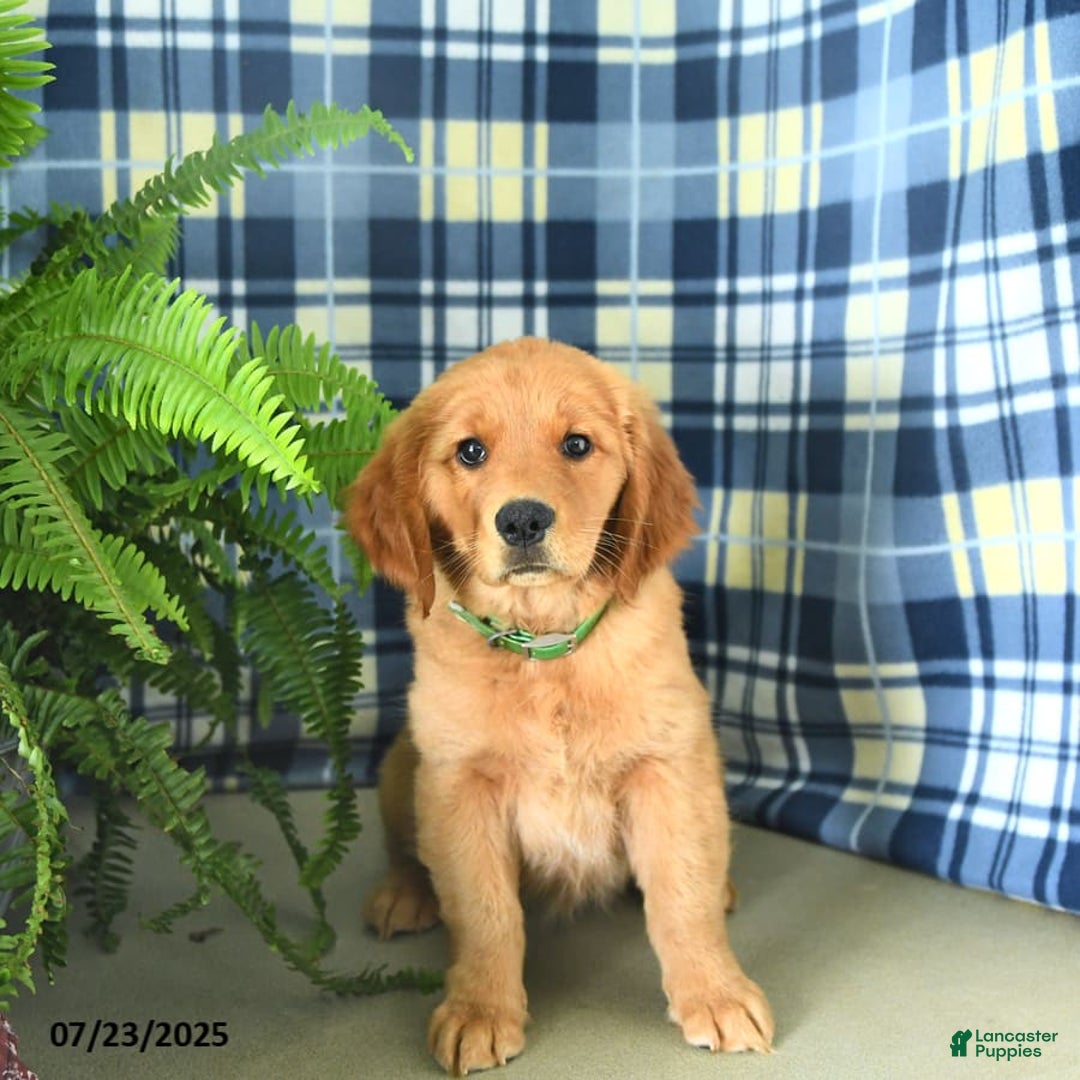 Golden Retriever dogs for sale: Linda - Image 7