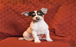 Chihuahua dogs for sale: Spade - Image 1