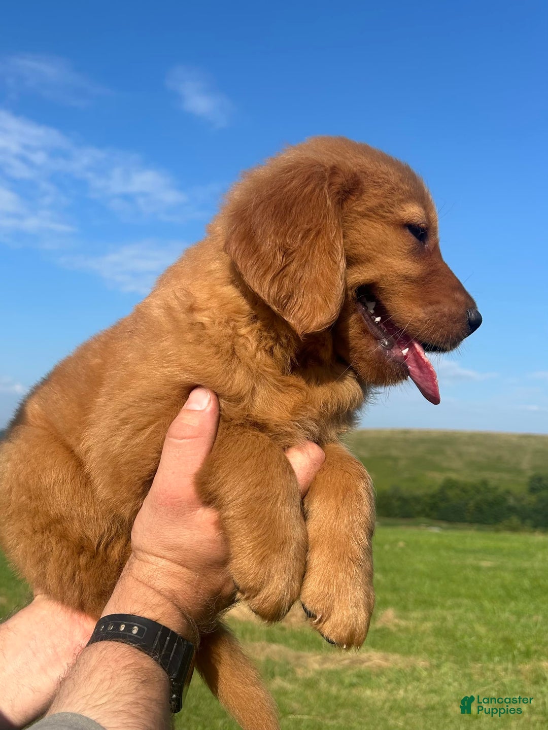 Golden Retriever dogs for sale: Chief - Image 7