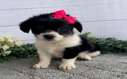 Shorkie dogs for sale: Sugar - Image 2