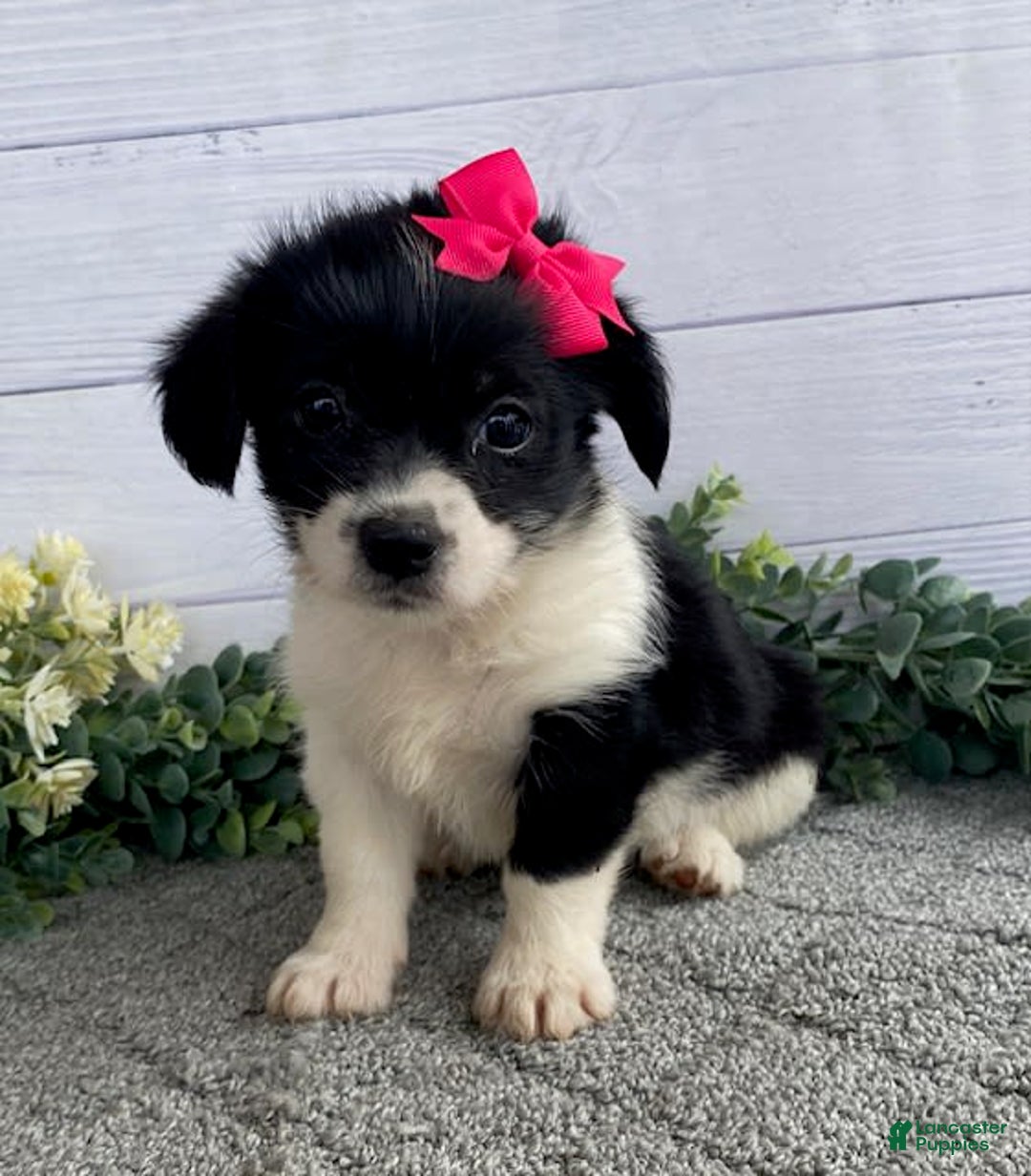 Shorkie dogs for sale: Sugar - Image 2